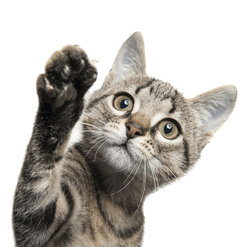 Imagen de un gato cachorro